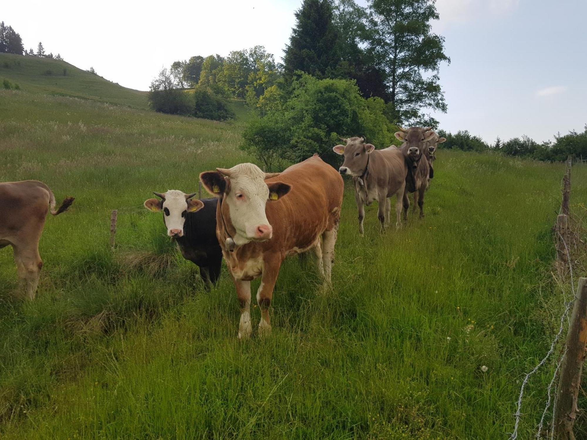Ferienwohnung Schlossberg 1 Peiting Kültér fotó